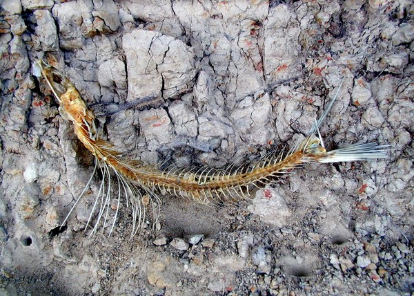 Fish Skeleton