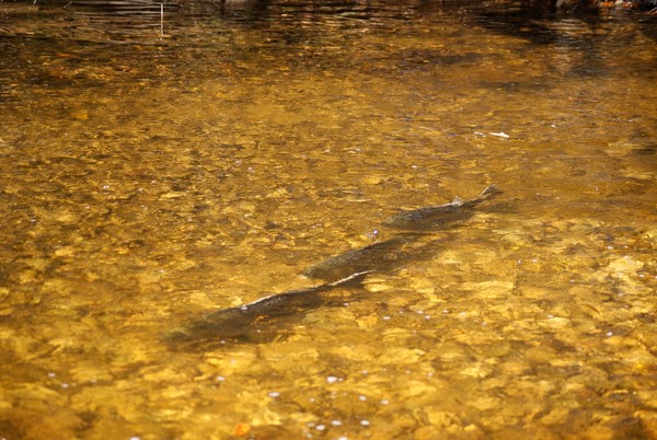 Lake Ontario Salmon