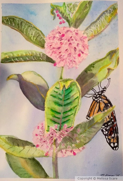 Monarch and Milkweed