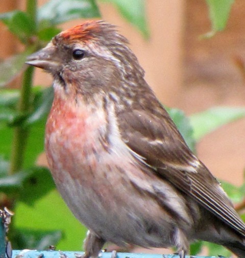 REDPOLL