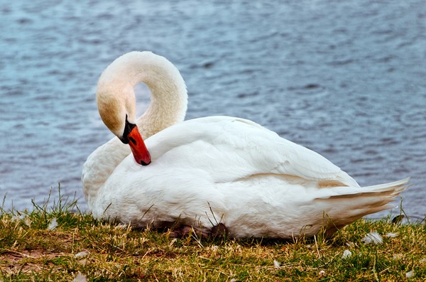 Preening Swan