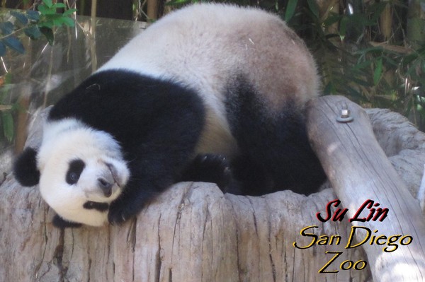 Endangered