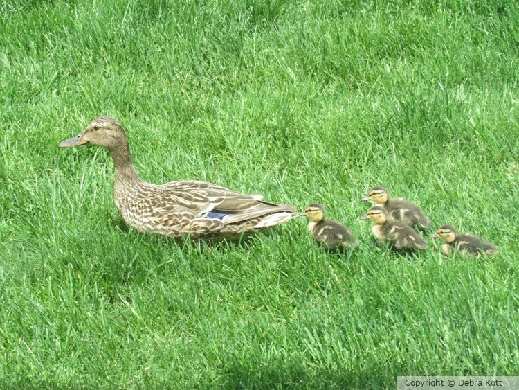 Duck Family