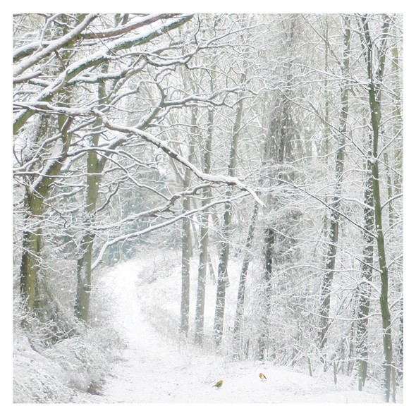 SCENE WITH SMALL ROBINS