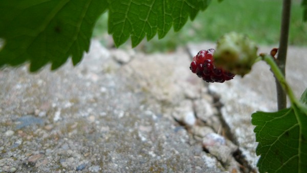 P1080127
