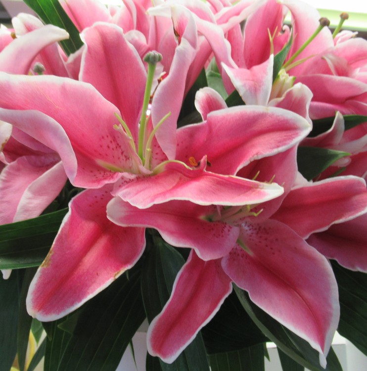 LILIES BOUQUET