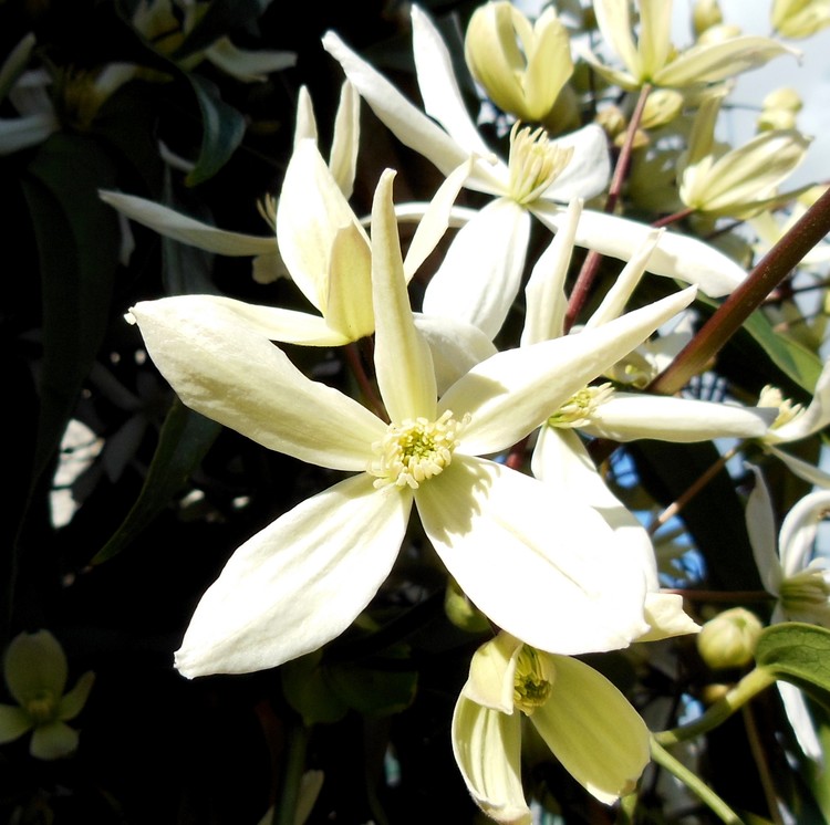 JASMINE