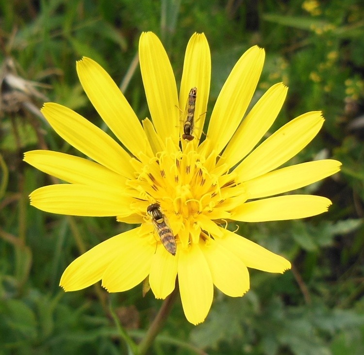 FLOWER WITH GUESTS