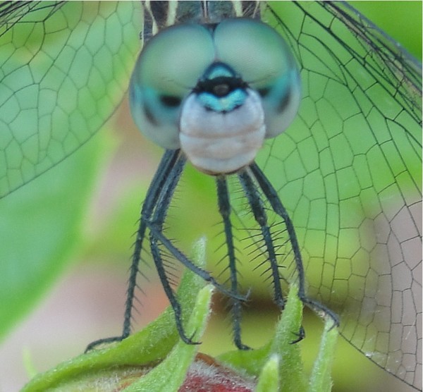 Dragonfly Smile!