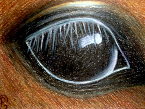 Horses Eye