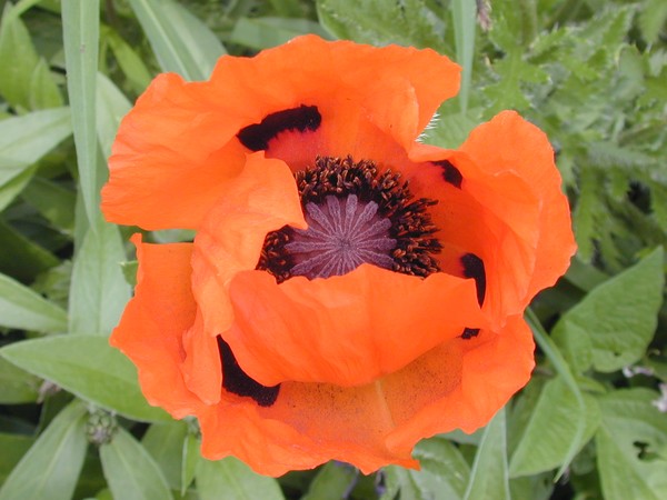 A Poppy