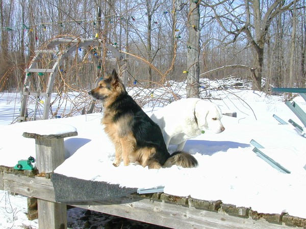 Dog Days of Winter