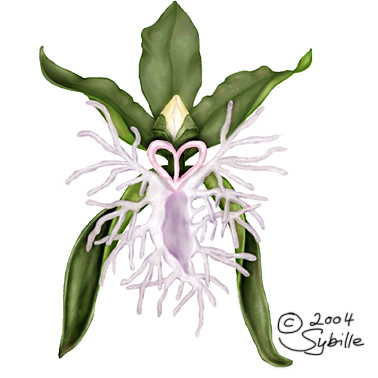 Marilynin Ottawa Orchid