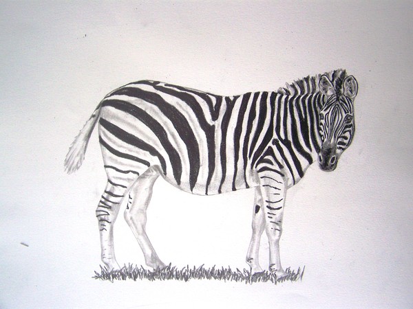 Zebra