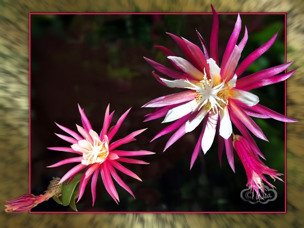 Rick Rack cactus (Cryptocereus anthonyanus)