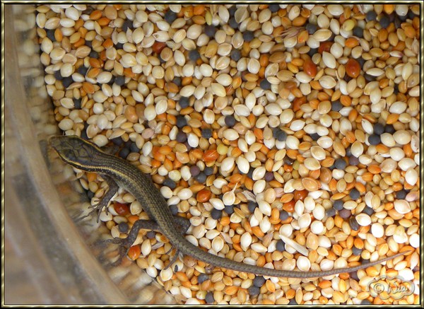 Gecko
