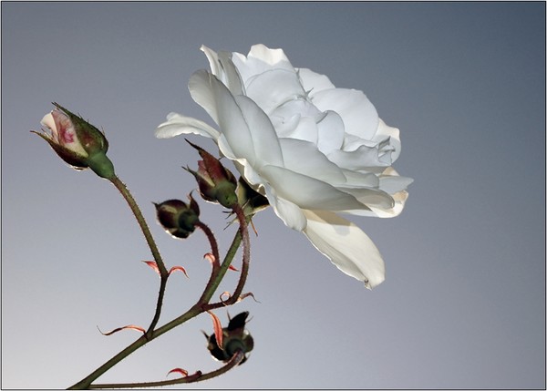 Rosa Blanca