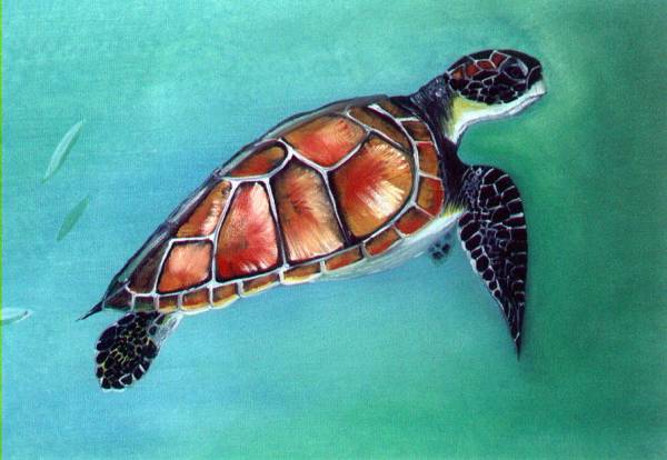 Sea turtle
