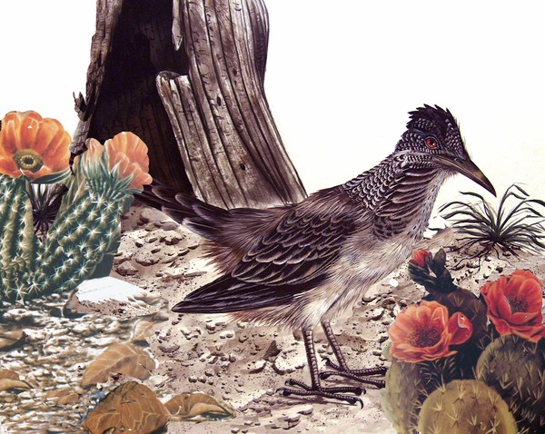 Roadrunner with catus