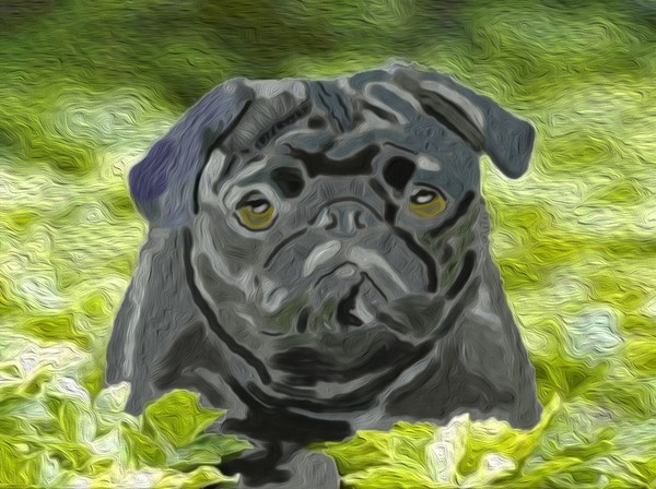 Pug