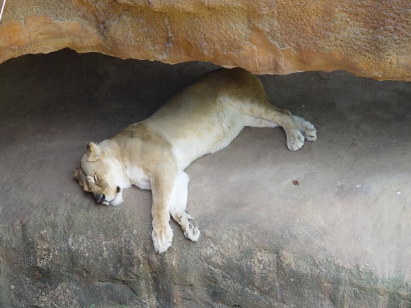 Catnap...   