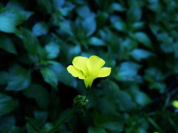 mello