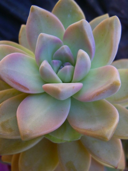 multi color