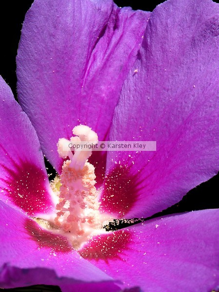 Atomic Flower