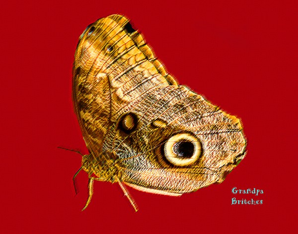 Pastel Butterfly.  ne1026