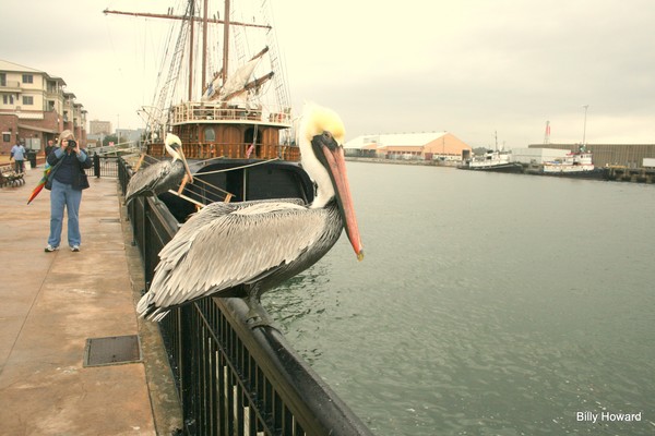 Pelican at rest