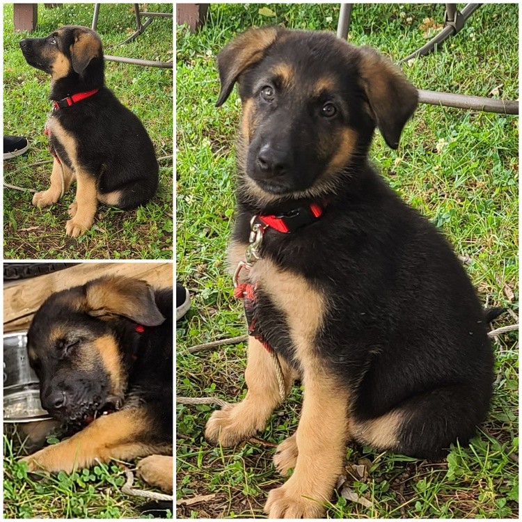 MY 100 POUND BABY WHEN HE WAS 5 WEEKS OLD