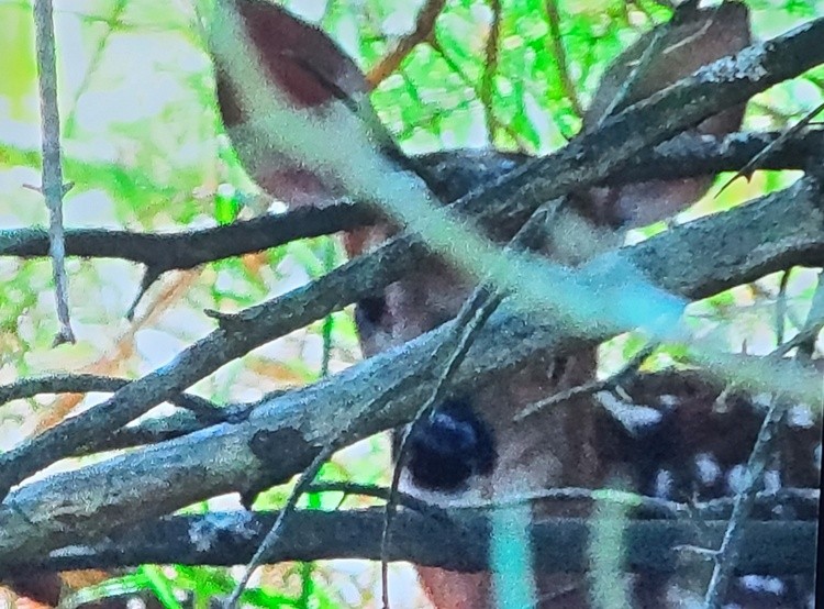 ANOTHER BAMBI