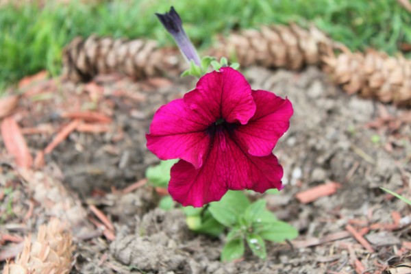 Summer Flower