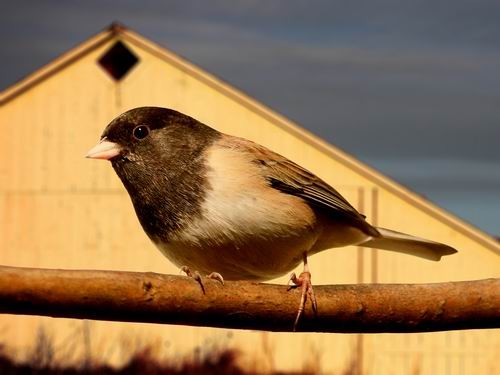 The Bird House