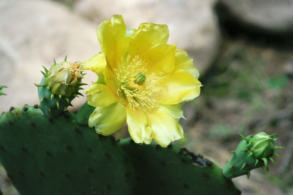 Cactus Flower