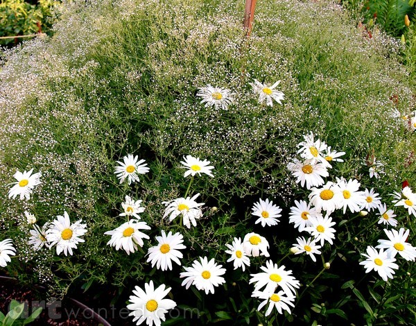 DAISIES WITH WHITE BUSH