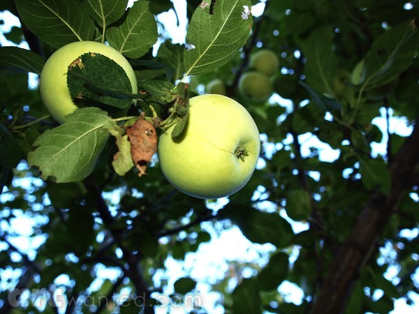 APPLE OF MY EYE