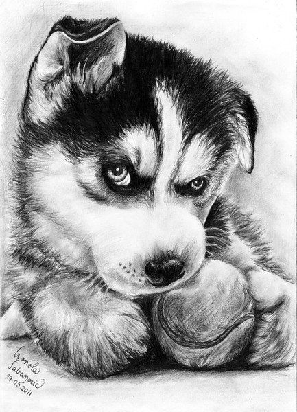 A little, cute Husky
