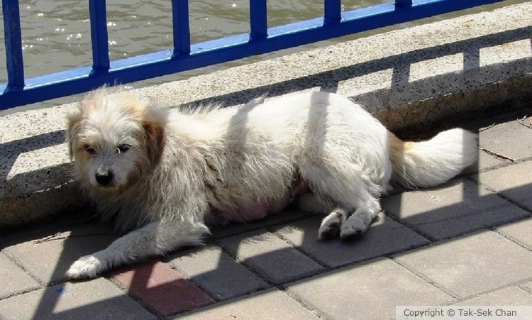Dog sun-bathing on a bridge, 04-25-2019