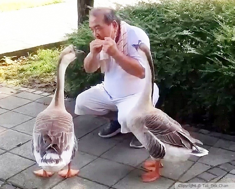 Two Chinese Swan-Geese (Anser cygnoides) listen closely to the Harmonica, Beijing, China 09-01-2023