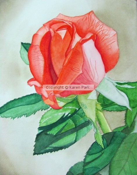 Coral Rose Bud