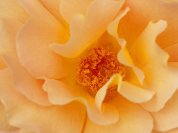 peach petals