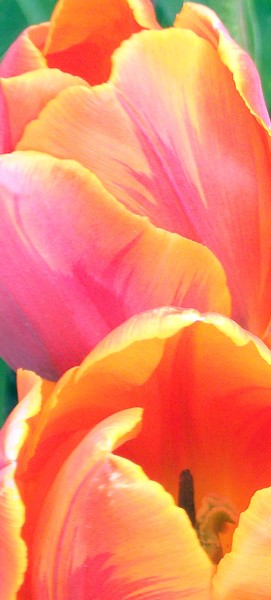 Rainbow Tulips