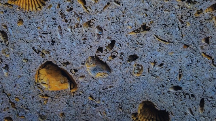 ConcreteandShell wall