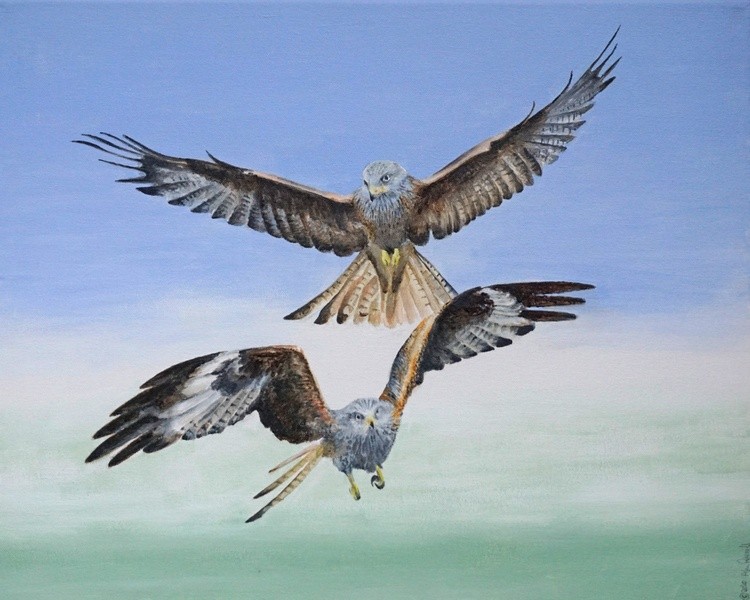 Red Kites