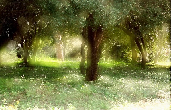 Impressionistic woods 1