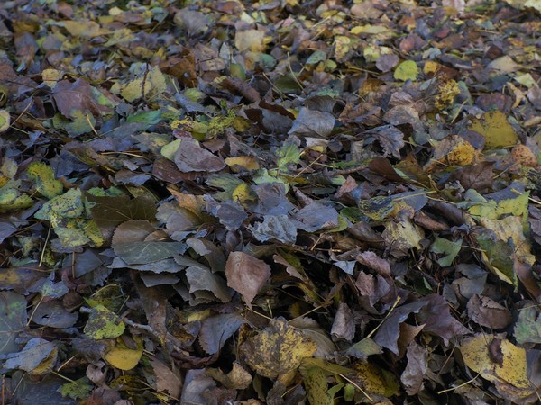 Autumn 06