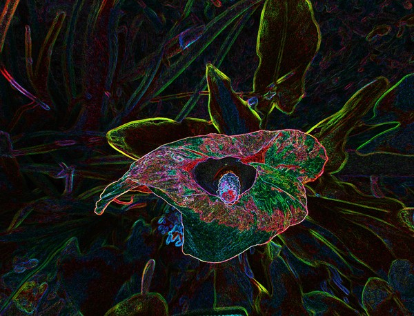 The flower