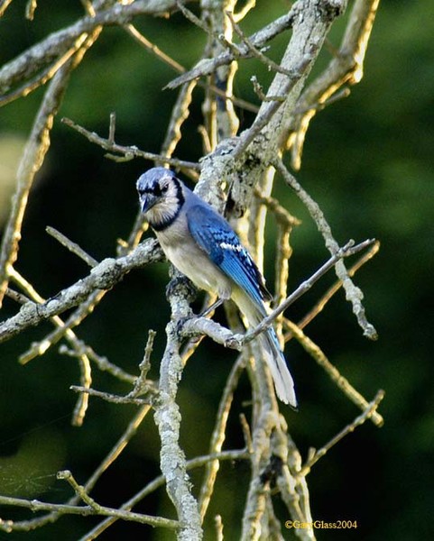 Blue Jay Stare Down
