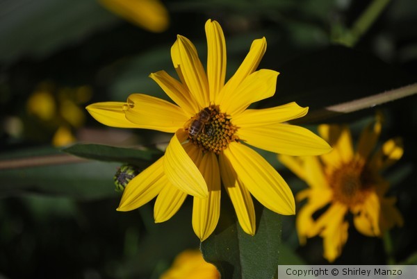 Bee